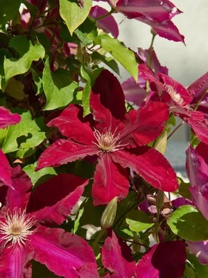 BOHLKEN BAUMSCHULEN Waldrebe 'Niobe' | Clematis hybride 'Niobe'