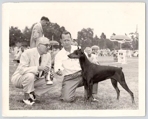 Doberman Pinscher Kennel Club Dog Show Winner Info Back Vintage Original Photo - Picture 1 of 5
