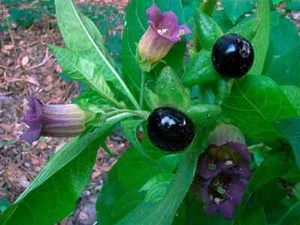 Semillas de Belladona Atropa belladona 5 semillas Ucrania Sueño de Jardinero - Imagen 1 de 4
