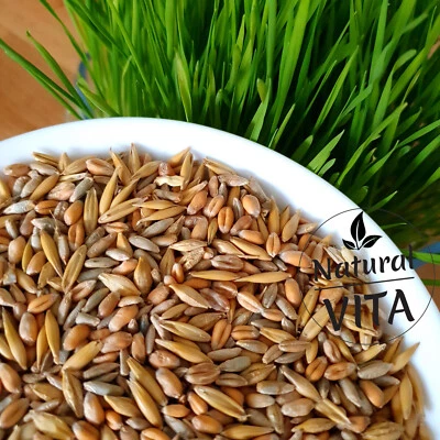 Organic MIX Grass Seeds Pets Love it! For Cats Dogs Lizards Tortoise Guinea Pig