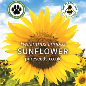 Sunflower Seeds Large Helianthus annuus Giant Sunflowers. Packet of 25 Seeds - Picture 1 of 3