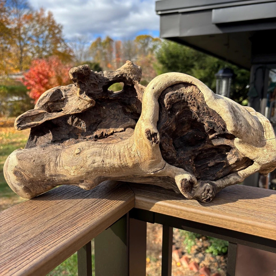 Hardwood Driftwood Sculpture 15x7x8.5 – Dense Natural Wood with Openings - Image 1 of 4