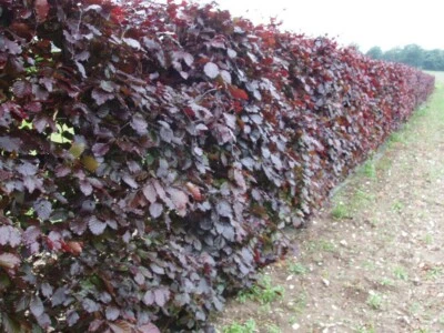 10 Purple Copper Beech 40-60cm Hedging Bareroot Fagus S. Atropunicea Plants A+ - Image 1 of 4