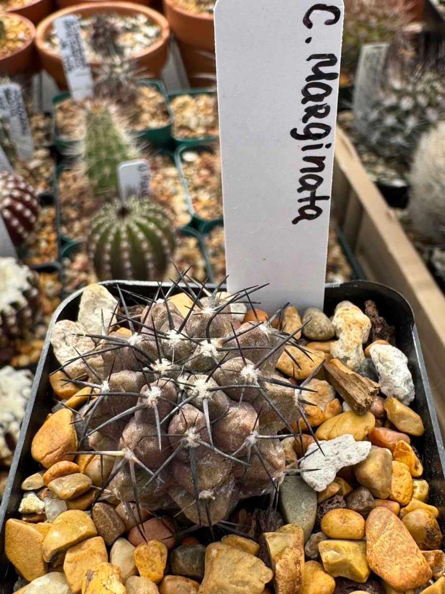 Copiapoa for sale | eBay