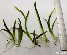New listing
Giants Jungle Vallisneria 3 Stems Freshwater Live Aquarium Plants