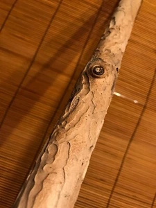 Beautiful 26" DRIFTWOOD Piece Terrarium Taxidermy Aquarium Art Reptile DECOR - Picture 1 of 8
