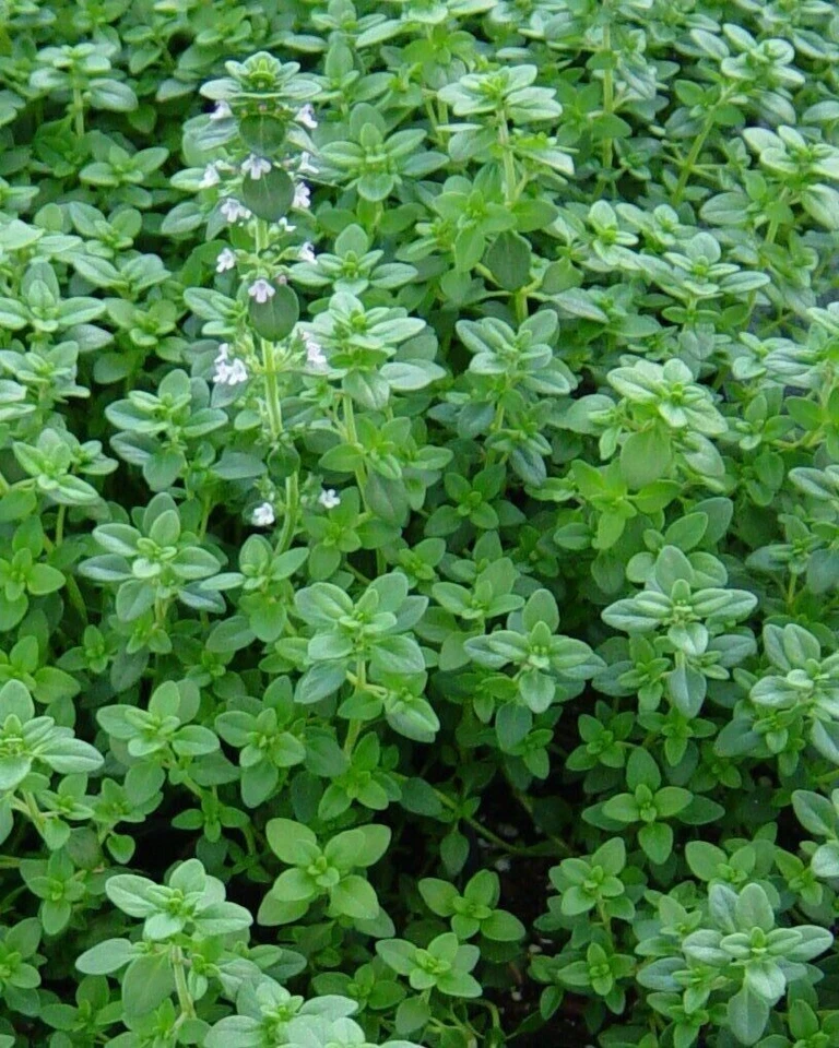2000++ Organic Common Thyme Herb Seeds, Thymus vulgaris, NON-GMO, 2025 Season - Image 1 of 1