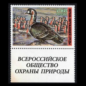 RUS-9 RUSSIA Waterfowl 30,000rb RED GOOSE 1997 Margin Single MNH SEE PHOTO P-610 - Picture 1 of 1