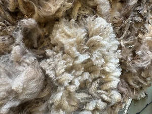 Raw Wool Fleece CVM Breed 7 lbs 10 oz Light Brown Great Crimp! 2025 Kostos - Picture 1 of 8