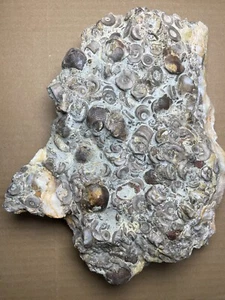 2970g Brachiopod Atrypa crinoid from Devonian Age specimen Geologic rock - Picture 1 of 17