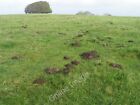 Photo 6x4 Molehills on Win Green Ferne Moles live in loose, easily diggab c2011