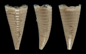 HYALOCYLIS STRIATA HARD TO GET - Imagen 1 de 1