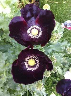 1,500 After Midnight Poppy Seeds – P. Somniferum –Dark Purple Breadseed Variety - Image 1 of 4