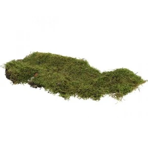 Natürliches Waldmoos Grün Dekorativ Floristik Bastelbedarf Trauerfloristik - Bild 1 von 3