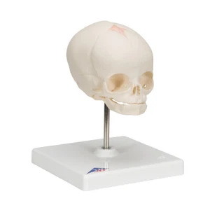 Modelo científico de cráneo fetal 3B molde natural, 30a semana de embarazo fetal A26 - Imagen 1 de 1