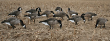 REAL GEESE CANADA GOOSE SILHOUETTE DECOYS PRO SERIES II WF902PSS