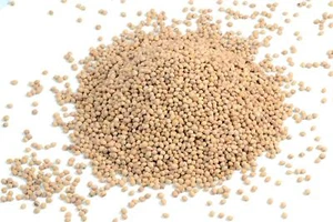 Kirschkerne Lose für Kirschkernkissen Wärmekissen Gereinigt Kirschsteine 10Kg - Bild 1 von 7