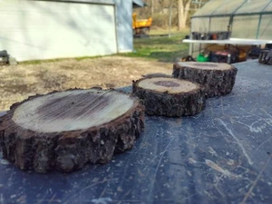 Black Walnut Slices Live Edge - Picture 1 of 4