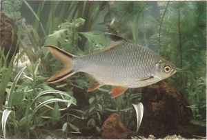 6x4 Continental size printed postcard Tinfoil Fish(?) - Picture 1 of 2