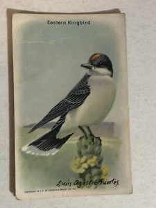 Arm & Hammer Eastern Kingbird Victorian Trade Card VTC 5 - Picture 1 of 2