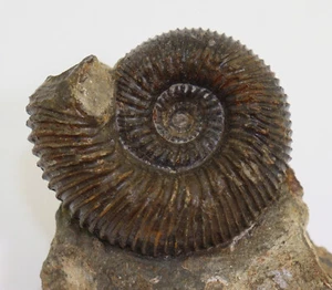 Ammonit, Stephanoceras Normannites turgidum, Jura, Gelterkinden, Schweiz -L113 - Afbeelding 1 van 8