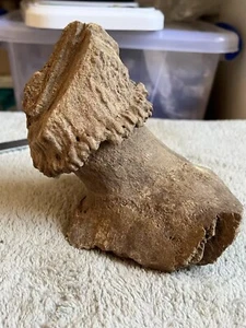 Exquisite Bone Fossils from the Ice Age - Ancient Fossil Specimens - Picture 1 of 8