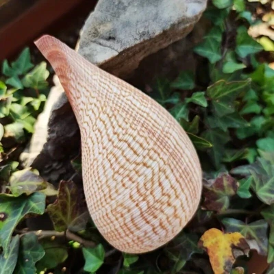 Large Natural Paper Fig Seashell Ficus Ficus Rare Real Beach Home Deco 3" Inch - Image 1 of 4