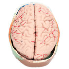 A Shape Of The Brain A Neuroscience Scientific Model For The Human Brain. A FST