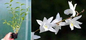 Dendrobium crumenatum, orchidée, Orchid - Foto 1 di 1