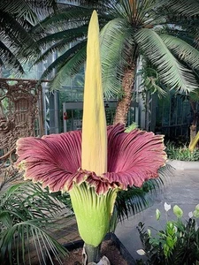 Corpse Flower - World's Largest - 8+ Feet Tall - 10 Seeds - multi  - Picture 1 of 6