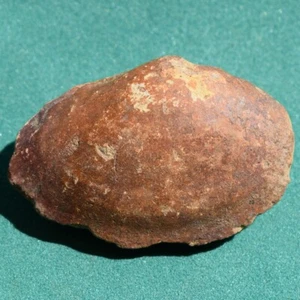 Devonian 3D Bivalve Fossil | Bolivia | Authentic Prehistoric Specimen - Picture 1 of 14