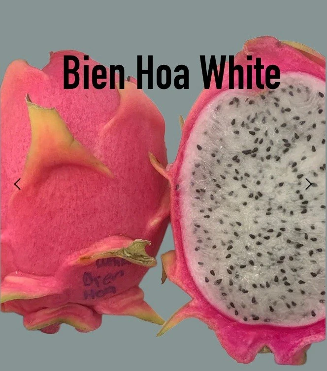 * BIEN HOA BLANCO * Esquejes de fruta de dragón 12-13” - Carne blanca vietnamita rara Foto 1 de 1