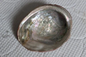 Pacific Abalone Shell Mother Of Pearl - Picture 1 of 9