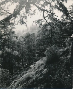 Paul COZE c. 1950 - Maisons Indigènes près Simla Indes - NV 6611 - Picture 1 of 2