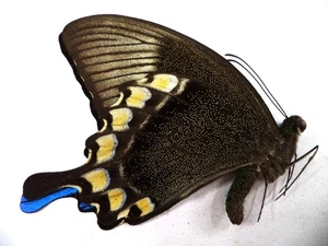 UNMOUNTED BUTTERFLY PAPILIO BLUMEI , NO 2 , 1 PC . - Picture 1 of 2