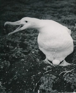 ÎLES KERGUELEN c. 1940 -  Albatros Couvant - P 1307 - Picture 1 of 2