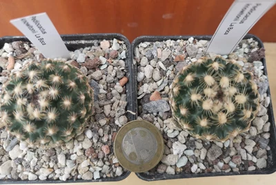 Pediocactus knowltonii, winterhart, -20 °C, 2 Stück, La Boca, knospend - Bild 1 von 4