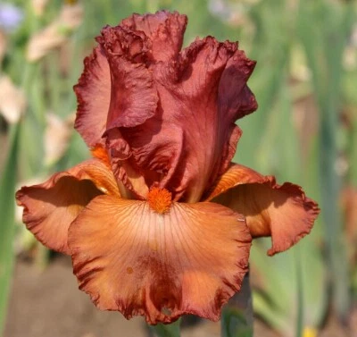 BEARDED IRIS ~COPPER CLASSIC~ LIVE PLANT BULB RHIZOME - Image 1 of 2