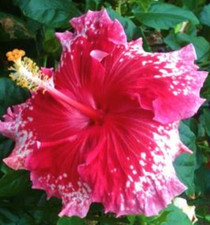 *Peppermint Parasol* Rooted Tropical Hibiscus Plant*Ships Bare Root*