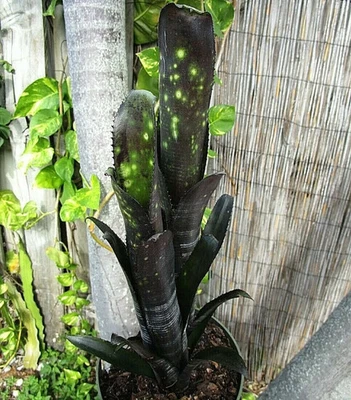 BUY ANY 3 SAVE 15% Bromeliad Billbergia DARTH VADER - Vinzant Hybrid - 10" - Image 1 of 4