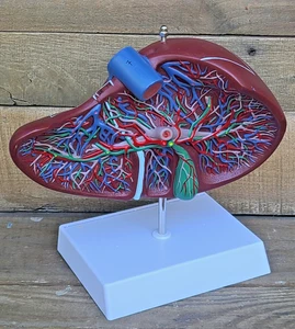 Menschliche Leber mit Gefäß Medizinische Anatomie Anatomisches Lehrmodell GROSS 10,5" - Bild 1 von 8