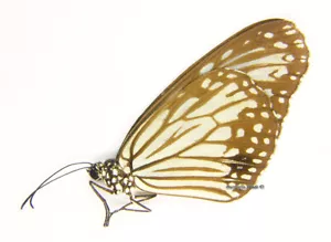Unmounted Butterfly/Danaidae - Parantica agleoides agleoides, male, Thailand - Imagen 1 de 1