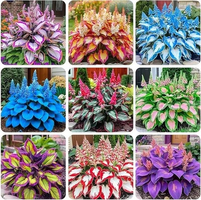 220+ Semillas de Hosta de colores mixtos para plantar - plantas perennes tolerantes a la sombra, doble uso Foto 1 de 4