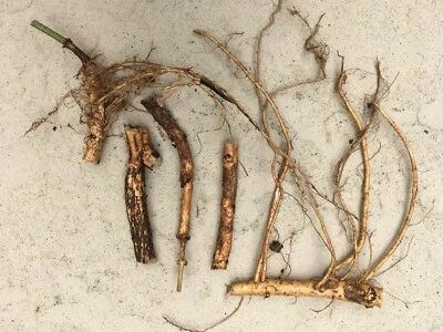 Start Next Year's Crop Today.  4 Organic Cascade Hop Rhizomes, $25.00 - Image 1 of 4