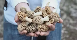 Morel Mushroom Spores in Sawdust Bag Garden Grow Kit Makes 5 gal FREE SHIPPING - Picture 1 of 12