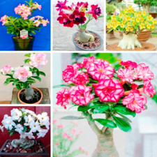 1 Pcs Seeds Desert Rose Bonsai Flowers Adenium Plants Mini Potted Tree Garden D