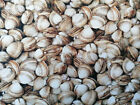 Muscheln 10 X 112 cm Baumwollstoff Meer Miesmuscheln Nahrung Food Austern