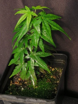 Acer Palmatum Ssp. Plántula de árbol de arce japonés Amoenum 'Mikawa Yatsubusa' 6" Foto 1 de 4