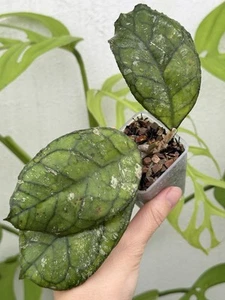 ✨Hoya Svetlana EPC 959✨(Very Rare)~Established Indoor/Outdoor Plant🌿 - Picture 1 of 9