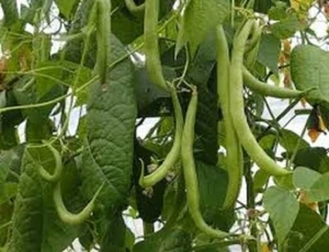 STRIKE BEANS 20 SEEDS PHASEOLUS VULGARIS STRINGLESS HEIRLOOM VEGETABLE - Picture 1 of 3